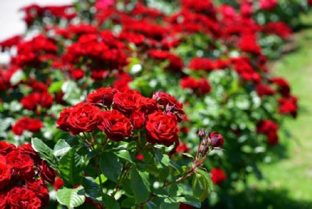 अर्का सावी गुलाब सबसे बेहतर गुलाब की किस्म, खेती से लाखों की मुनाफा