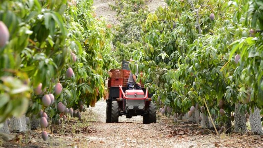 आम के मंजर पर मंडरा रहा मधुआ कीट का खतरा, फरवरी में करें ये काम