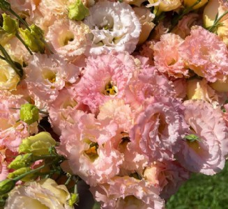 लिसियांथस गुलाब की खेती कर रहे है मध्य प्रदेश के किसान