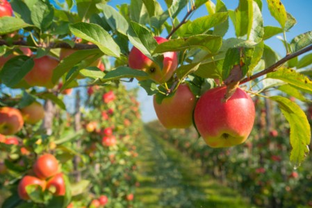 सीकर की बेटी ने सेब की बागवानी कर पेश किया मिसाल