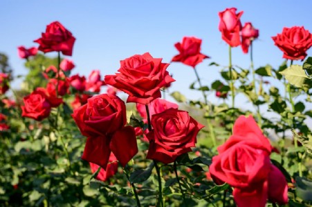 बसंत में गुलाब बड़े और सुंदर खिलेंगे, करें ये बेहद आसान काम