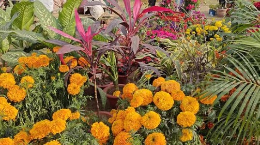 उद्यान निदेशालय के संयुक्त तत्वावधान में कल 6 फरवरी से आयोजित होगा बागवानी महोत्सव