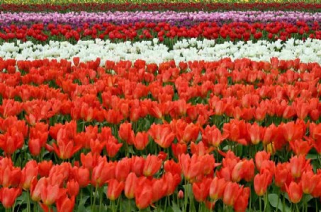 यह किसान 2 एकड़ में फूलों की खेती से लाखों की करता है कमाई