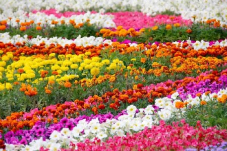 क्लस्टर बनाकर सिंहस्थ के लिए 4200 हेक्टेयर में होगी फूलों की खेती