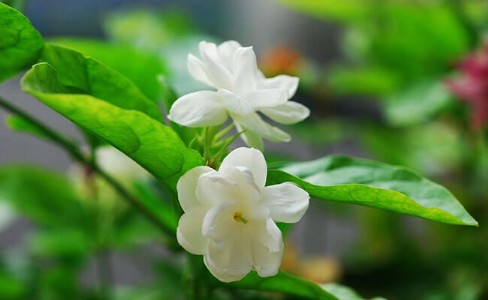 मोगरे में नहीं आ रहे है फूल तो अपनाएं बेहद आसान विधि