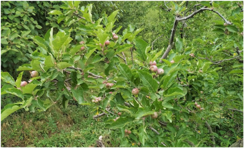 हिमाचल प्रदेश में पौधा रोपण, गुड़ाई, कटिंग-प्रूनिंग में जुटे बागवान