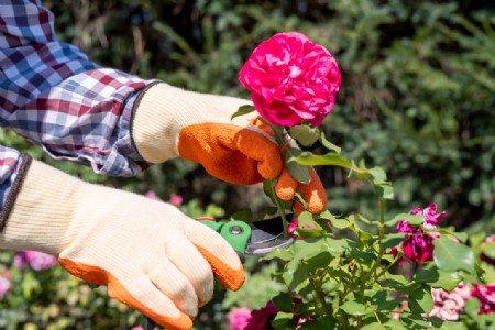 बसंत ऋतु में गुलाब के पौधे की देखभाल कैसे करें