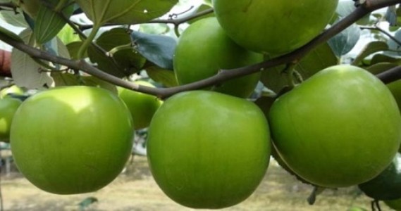 गुजरात की नौकरी छोड़ यह किसान कर रहा है एप्पल बेर की बागवानी