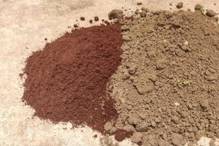 गमले में डाल दें यह खाद, गुलाब के फूलों से लद जाएगा पौधा