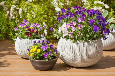 फरवरी में इन फूलों को लगाएं घर में फैलेगी खुशबू