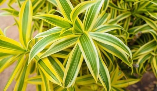 गमलों में पौधे लगाने से पहले कैसे तैयार करें मिट्टी? जानें सही तरीका