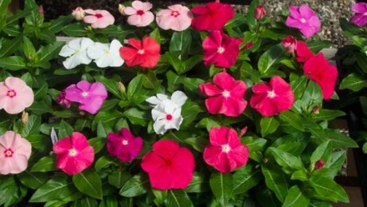 फूलों की खेती करने के लिए किसानों को किया गया प्रेरित