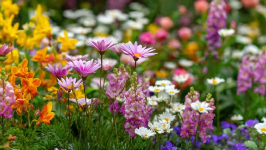 गर्मी में भी पौधे में आएंगे बहुत सारे फूल करें यह आसान उपाय