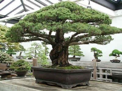 खुद से बोनसाई तैयार करता है यह किसान