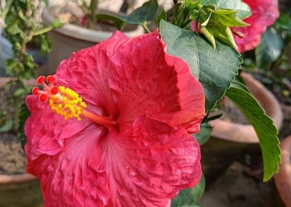 मार्च के महीने में गुड़हल के पौधे में करें यह काम, नहीं होगी फूल की कमी