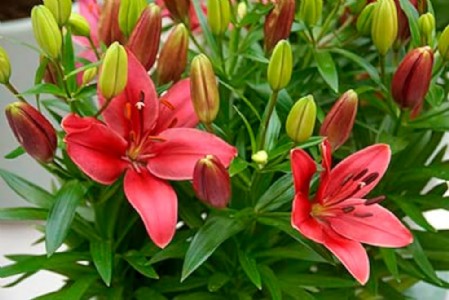 इस फूल की खेती से मालामाल बना रहा है यह किसान