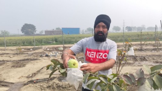 करनाल के यह किसान नींबू के बाद कर रहा है अमरूद की बागवानी