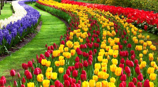 इस महिला ने फूलों की खेती से बदली अपनी तकदीर