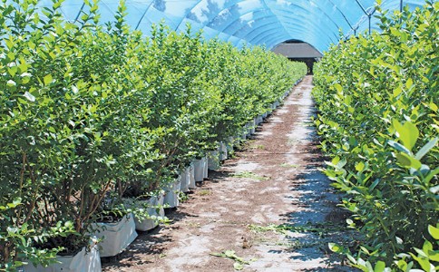 भोपाल में आयोजित कृषि समागम में ब्लूबेरी-स्ट्रॉबेरी और विदेशी सब्जियों की खेती पर मंथन