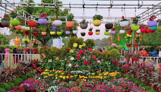 बरेली के पुष्प प्रदर्शनी में फूलों की रंगत देखकर शहरवासी हुए फिदा