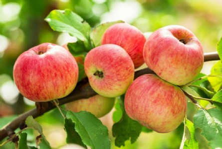 MIS के तहत बागवानों के 120 करोड़ रुपए फंसे