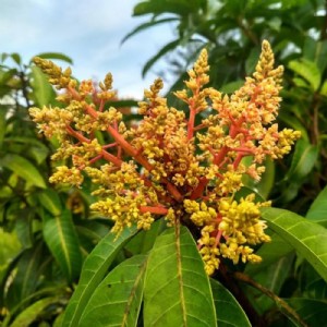 आम के बाग में फल गिरने से है परेशान तो करें यह उपाए