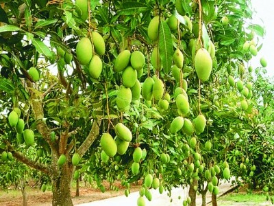 पूर्वांचल में बागबानी फसलों को लेकर कृषि विज्ञानिको ने दी खास जानकारी