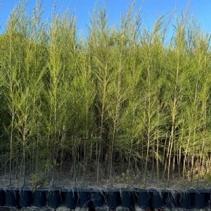 बागवानों के लिए फायदेमंद हो सकता है कैसुरीना, यूकेलिप्टस का पेड़