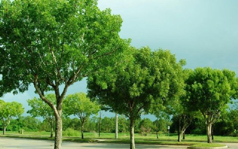 बहुत फायदा देगा ये विदेशी पेड़, 10 साल बाद लाखों में कीमत