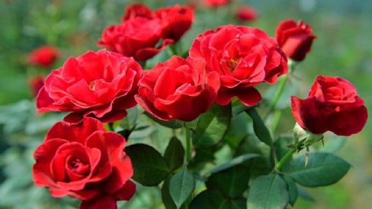 मध्यप्रदेश गुना में संभाग स्तरीय पुष्प प्रदर्शनी एवं कृषक कार्यशाला का आयोजन