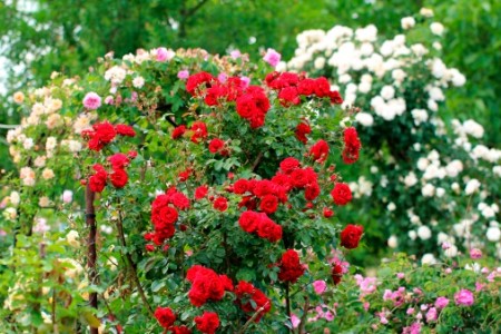 सिकंदरपुर के किसान कृषि मंत्री सूर्यप्रताप शाही से गुलाब की खेती को लेकर मिले