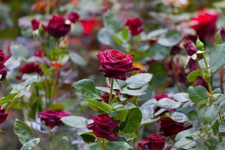 फर्रुखाबाद बन रहा है फ्लावर का नया हब, खेतों में खिल रहे है अनेक किस्म के गुलाब