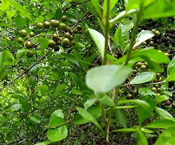 राजस्थान में वैज्ञानिकों ने तैयार किया मेहंदी का जादुई’ पौधा