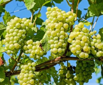 नासिक बनेगा दुनिया में अंगूर की बागवानी का हब