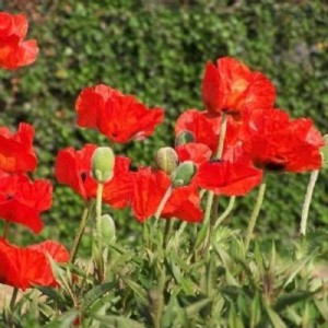 अपने गार्डन में लगाएं यह फूल, गर्मियों में खिला रहेगा बगीचा