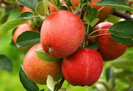 सही तरीके से हो सेब की पौधे की छंटाई तो पौधे देते हैं बेहतर फल