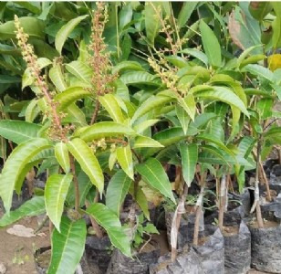 समस्तीपुर में विदेशी ब्लैक मैंगो की एंट्री, यहां से खरीदें पौधे