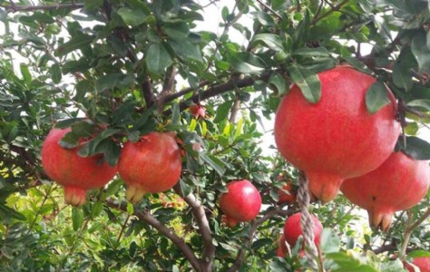 अनार फटने से बागवान है परेशान तो जानें बचाव के आसान तरीके