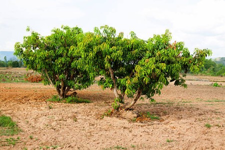 आम की बागवानी में फंगस रोग का हमला