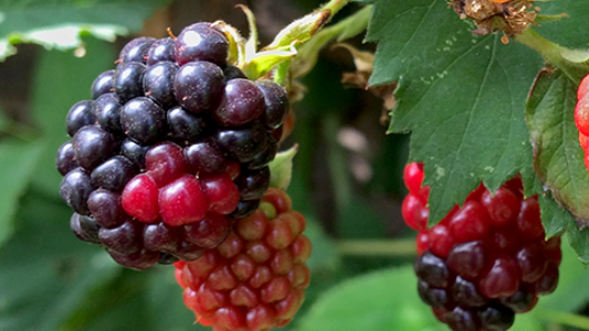 यह किसान पॉलीहाउस में करता है गोल्डन बेरी और रास्पबेरी की खेती