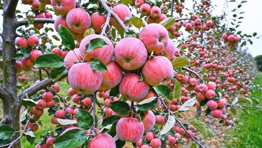 हरियाणा में बागवानी विकास के लिए हाट मंडी’शुरू करेगी प्रदेश सरकार