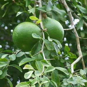 गर्मी में बढ़ जाती है इस फल की मांग, बागवानी से हो रही है लाखों की कमाई