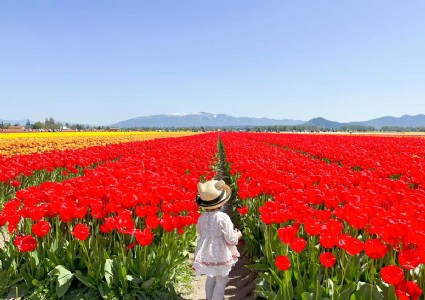 जम्मू-कश्मीर के पुलवामा में ट्यूलिप फेस्टिवल का उद्घाटन