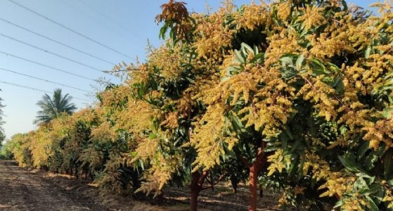 आम की बागवानी से किसान कर रहे है बेहतर कमाई