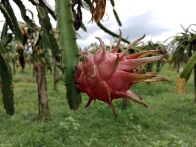 मुरादाबाद के यह किसान कर रहा है ड्रैगन फ्रूट की खेती