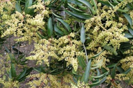 आम के बौर और टिकोले झड़ने से बचाने के लिए करें यह उपाय