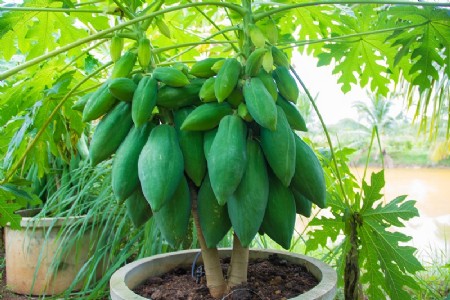 आप घर में भी आसानी से उगा सकते है पपीता, जानें बेहद आसान तरीका