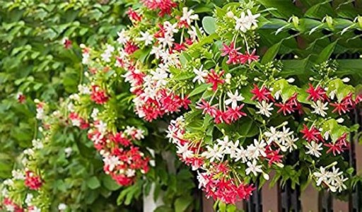 मार्च में इस तरिके से करें मधुमालती की पौधे की देखभाल