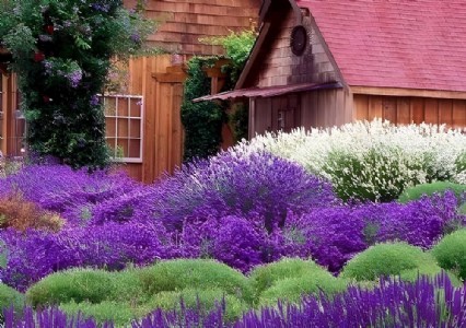 महिला किसानों को दी गई लैवेंडर की जानकारी