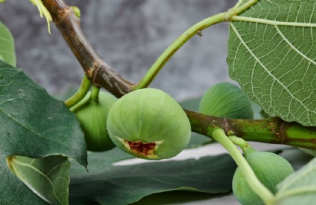 भारत की इस फल की डिमांड जर्मनी और पोलैंड में,1200 रुपये किलो है रेट